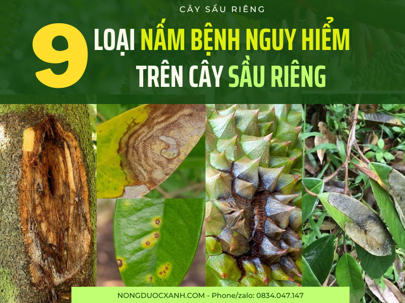 9 LOẠI BỆNH THƯỜNG GẶP TRÊN CÂY SẦU RIÊNG.