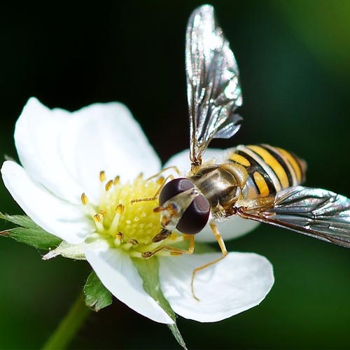 Những lợi ích bất ngờ từ Ong mà bạn chưa biết!