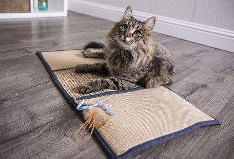 Bí Quyết Bảo Vệ Ghế Sofa Da Trước Những Người Bạn Lông