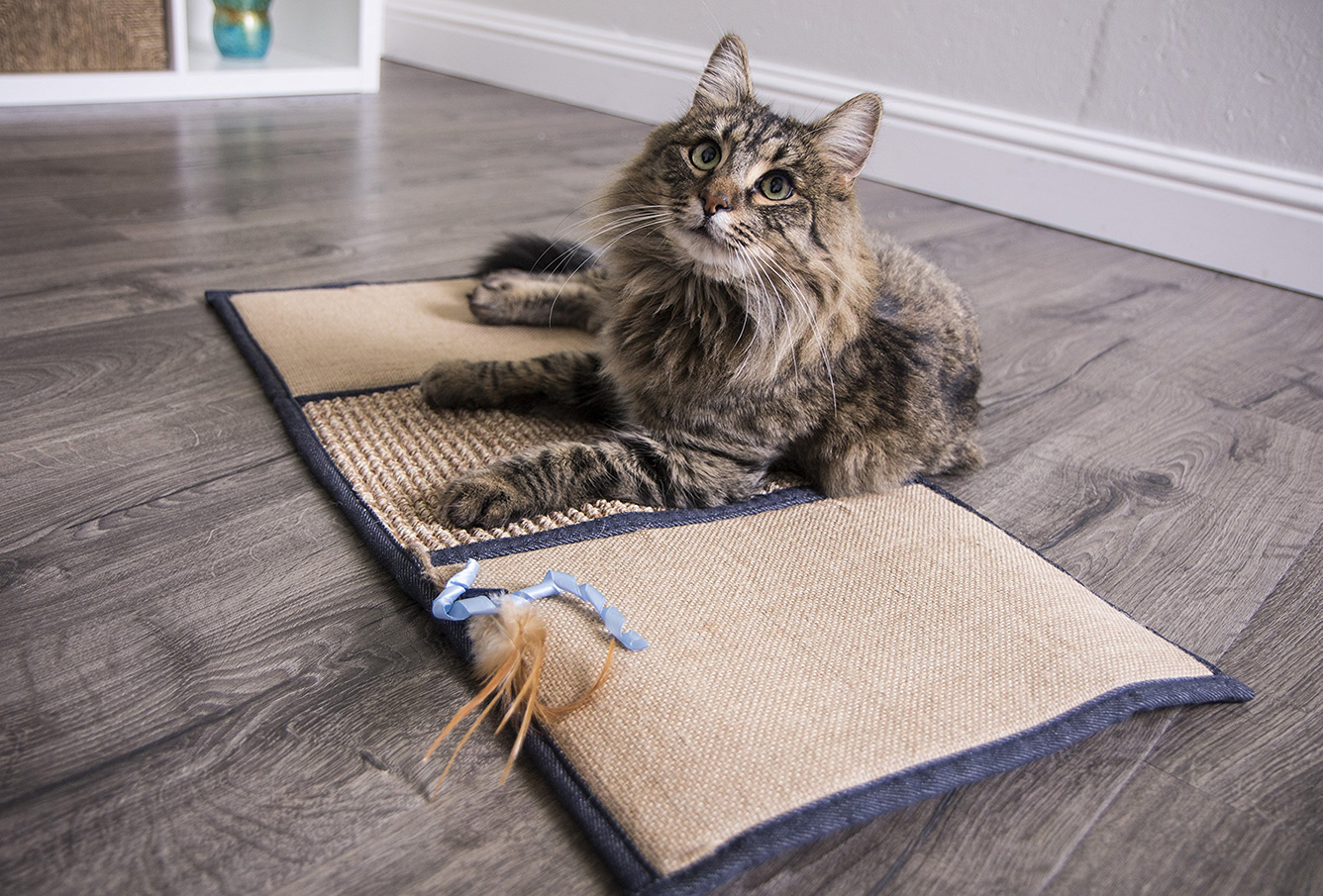 Bí Quyết Bảo Vệ Ghế Sofa Da Trước Những Người Bạn Lông