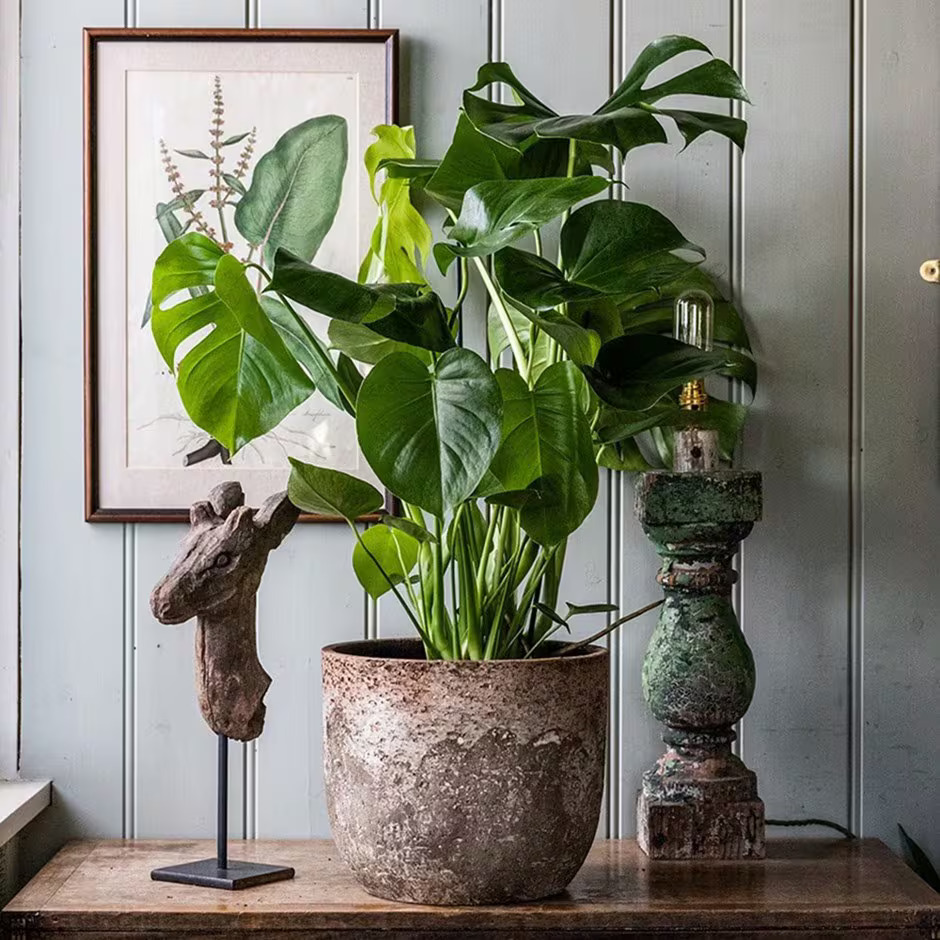 Kết Hợp Cây Xanh Với Nội Thất: Tạo Nên Không Gian Sống Hài Hòa