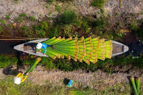 Miền Tây Xanh - How Grass Straws Was Made In Vietnam