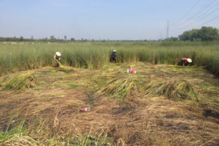 TÚI CỎ BÀNG: NÉT ĐẸP MỘC MẠC GIỮA LÒNG MIỀN TÂY