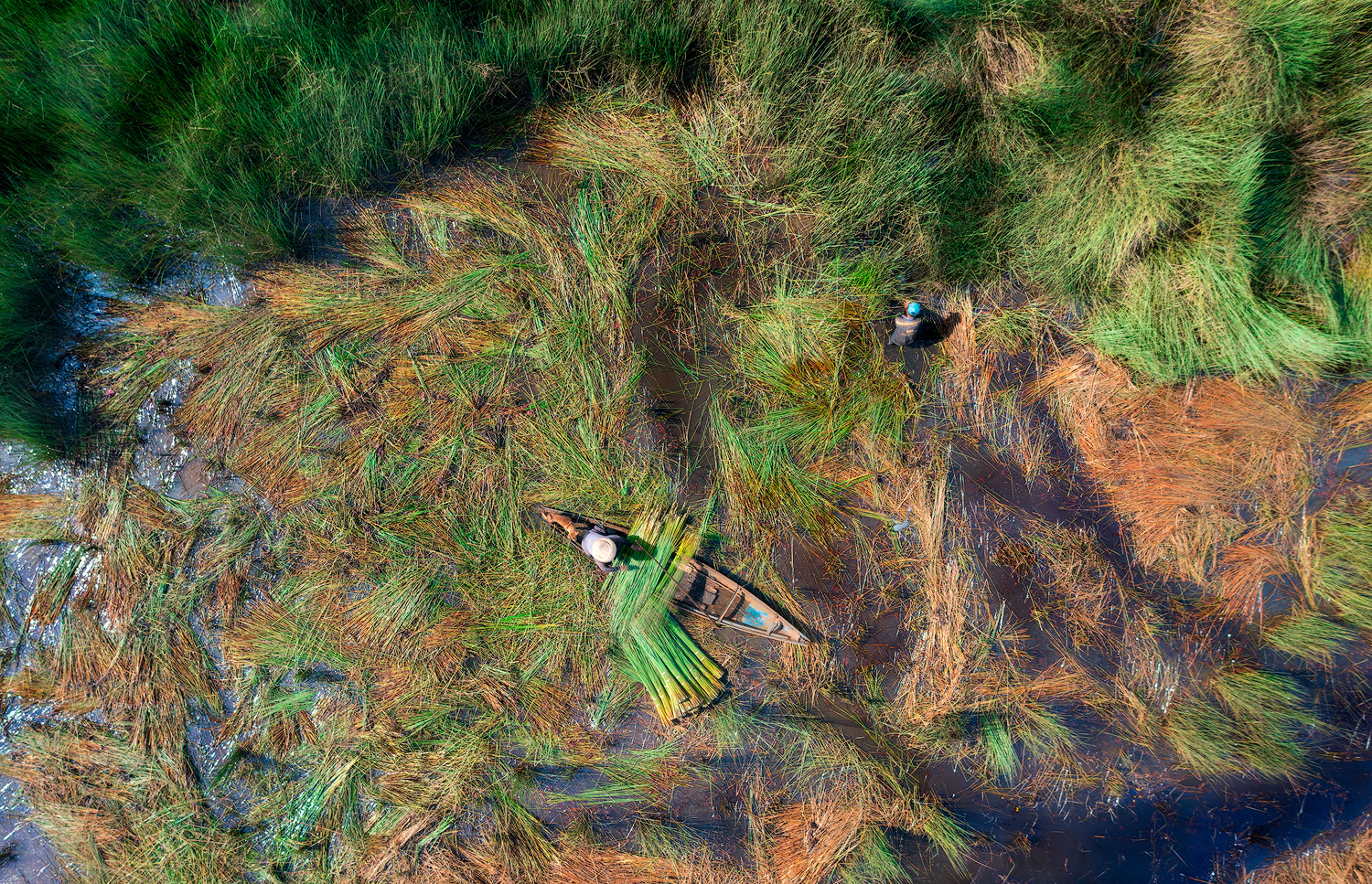 Miền Tây Xanh: Nâng Tầm Giá Trị Cỏ Bàng Việt Nam