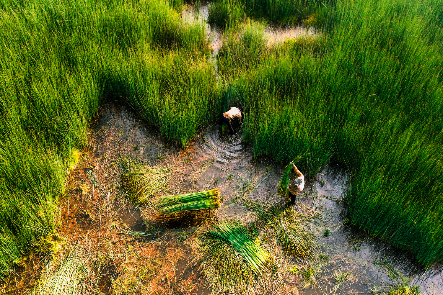 Từ nguyên liệu bình dị đến thương hiệu Grenngraft - Miền Tây Xanh