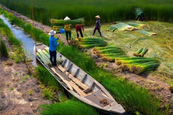 Câu chuyện về túi cỏ BÀNG GREEN CRAFT – Hành trình từ đồng quê đến phố thị