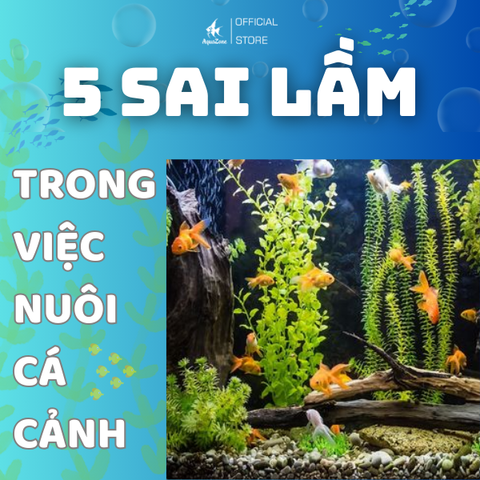 5 sai lầm khi nuôi cá cảnh khiến hồ khó ổn định