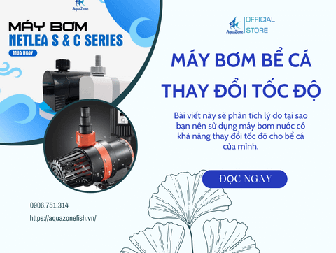 Tại Sao Nên Sử Dụng Máy Bơm Nước Có Thay Đổi Tốc Độ Cho Bể Cá