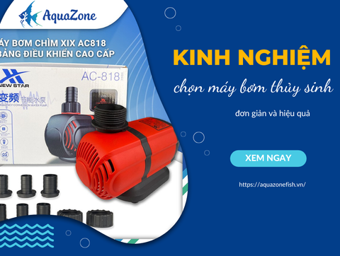 Kinh Nghiệm Chọn Máy Bơm Phù Hợp Cho Bể Cá