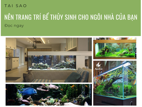 Lý Do Nên Trang Trí Ngôi Nhà Có Thêm Bể Thủy Sinh