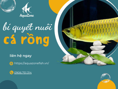 Bí Quyết Nuôi Cá Rồng Khỏe Mạnh, Lên Màu Đẹp Mắt