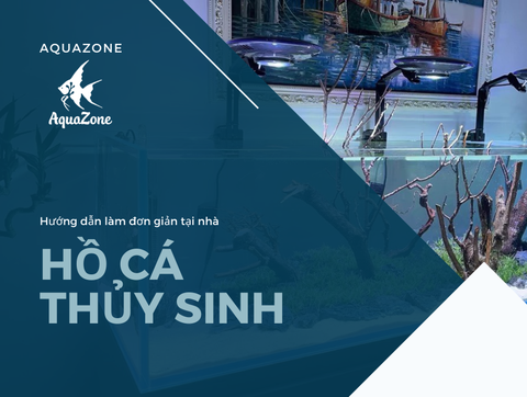 Cách làm hồ thủy sinh đơn giản: 7 bước cho người mới