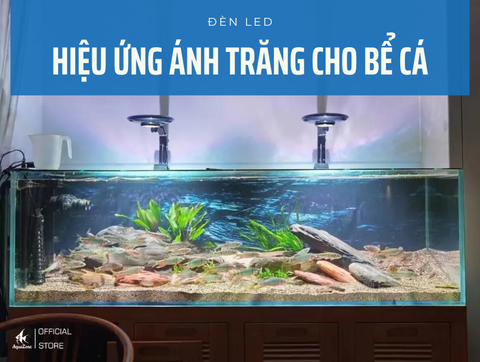 Lựa Chọn Và Sử Dụng Đèn LED Tạo Hiệu Ứng Ánh Trăng Cho Bể Cá
