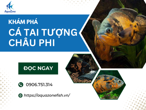 Cá tai tượng châu Phi: Cách nuôi khỏe và kiểm soát kích thước