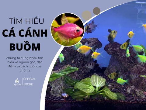 Cá cánh buồm: Đặc điểm, các dòng và cách nuôi đúng