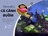 Cá cánh buồm: Đặc điểm, các dòng và cách nuôi đúng