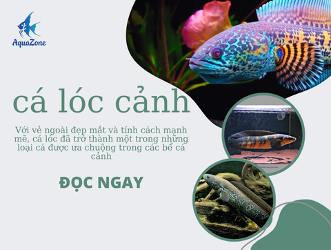 Cá lóc cảnh: Chọn đúng loài, làm đúng bể, nuôi bền lâu