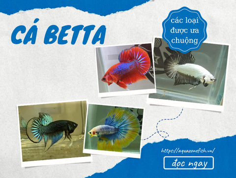 Cá Betta: Các dòng đẹp, đặc điểm và cách nuôi