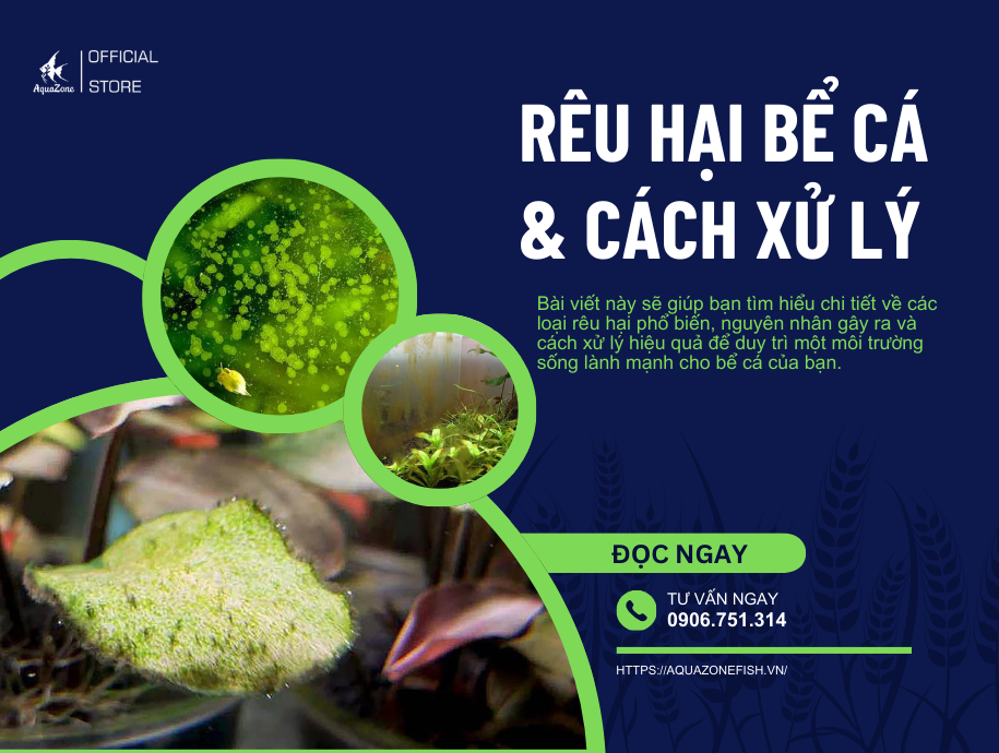 Tìm Hiểu Về Rêu Hại Bể Cá Và Cách Xử Lý Hiệu Quả - AquaZone - Siêu thị ...
