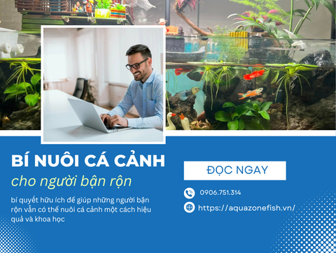 Bí Quyết Nuôi Cá Cảnh Cho Người Bận Rộn