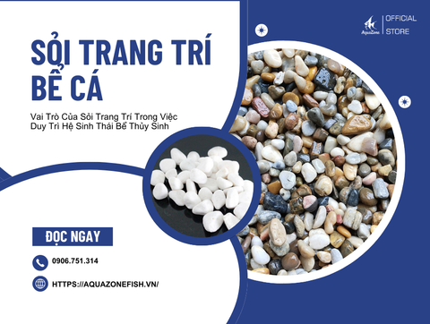 Vai Trò Của Sỏi Trang Trí Trong Việc Duy Trì Hệ Sinh Thái Bể Thủy Sinh