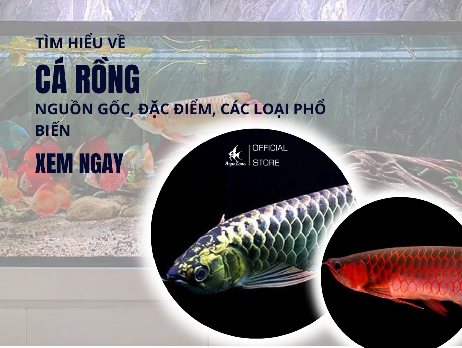 Cá Rồng - Nguồn Gốc, Đặc Điểm , Các Loại Phổ Biến Hiện Nay - AquaZone ...