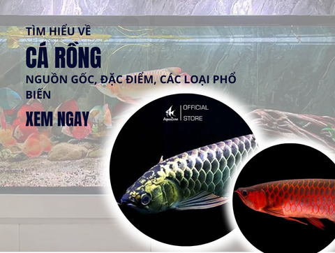 Cá rồng là cá gì? Các loại và cách nuôi đúng