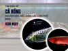 Cá rồng là cá gì? Các loại và cách nuôi đúng