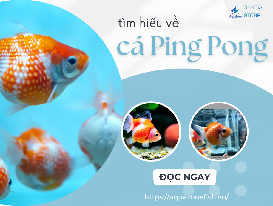 Cá Ping Pong Có Dễ Nuôi Không? Giá Bao Nhiêu? - AquaZone - Siêu thị cá cảnh