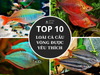 Top 10 Loài Cá Cầu Vồng Được Ưa Chuộng Tại Việt Nam