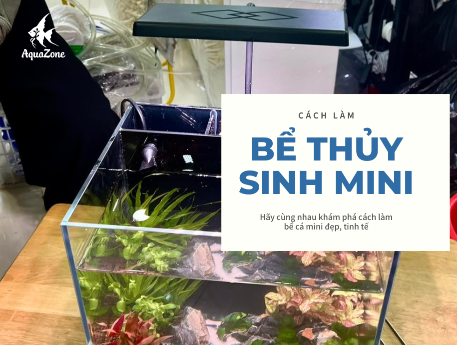 Cách Làm Bể Cá Cảnh Mini Đẹp Cho Không Gian Nhỏ Gọn - AquaZone - Siêu ...