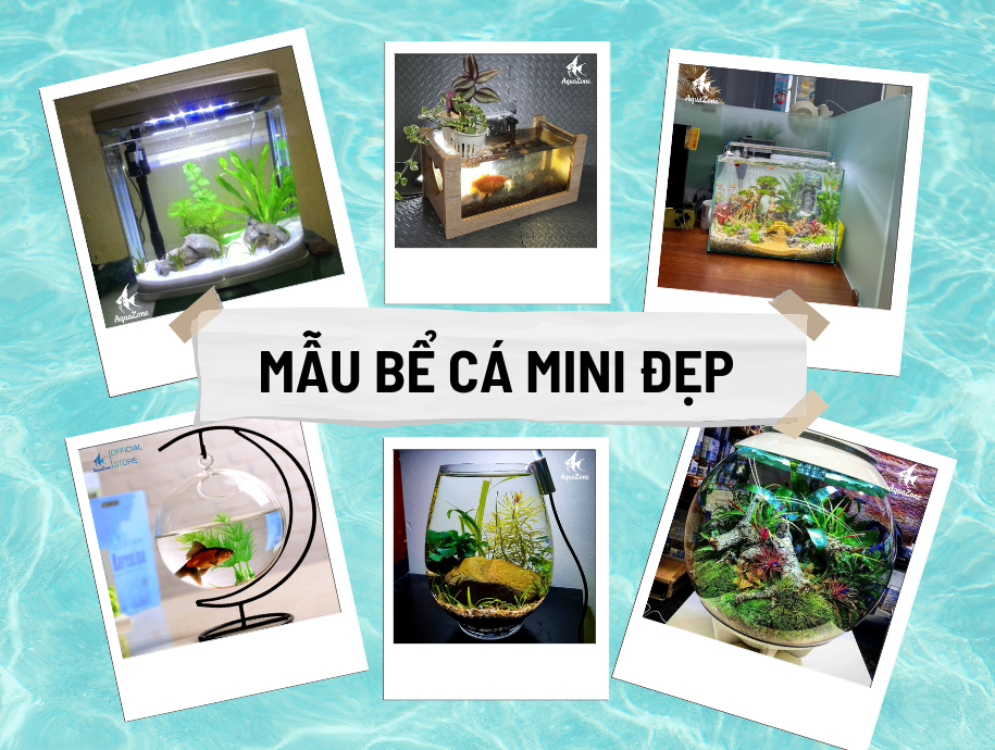 Tổng Hợp Mẫu Bể Cá Mini Đẹp Hiện Nay - AquaZone - Siêu thị cá cảnh