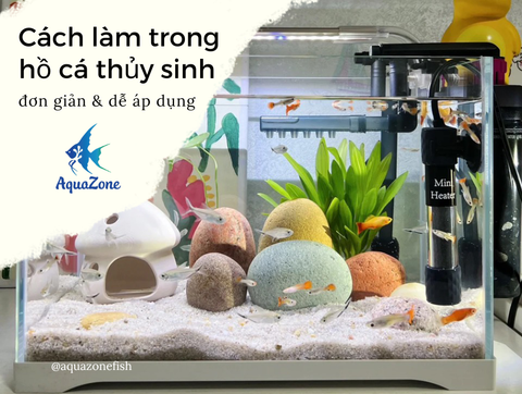 Cách làm trong nước hồ cá theo đúng nguyên nhân