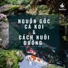 Cá Koi: Các dòng phổ biến và cách nuôi khỏe
