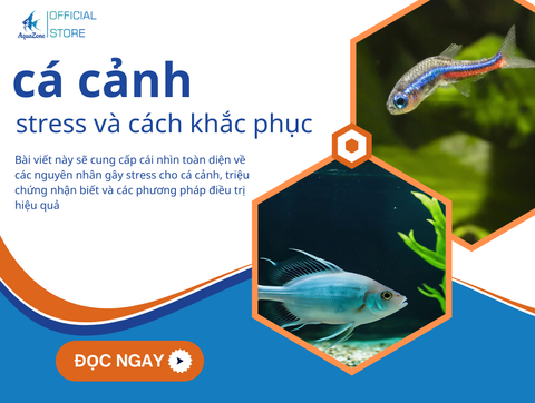 Tại Sao Cá Cảnh Bị Stress Và Cách Khắc Phục