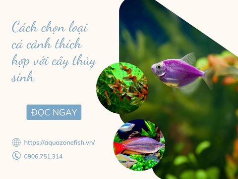 Cách Chọn Cá Cảnh Tương Thích Với Các Loại Thực Vật Thủy Sinh