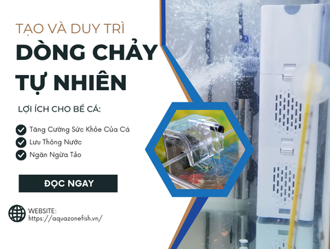 Cách Tạo Và Duy Trì Dòng Chảy Tự Nhiên Trong Bể Cá Thủy Sinh