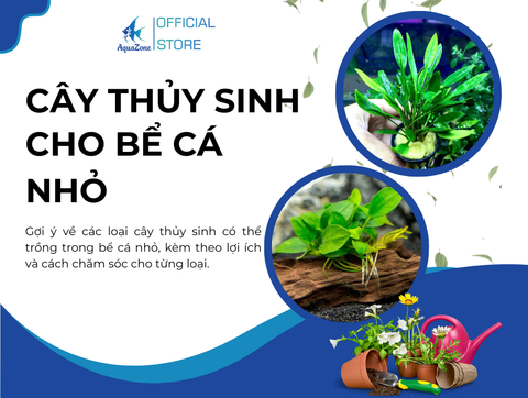 Những loại cây thủy sinh phù hợp cho bể cá nhỏ