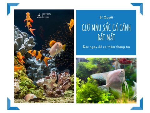 Bí Quyết Giữ Màu Sắc Cá Cảnh Luôn Tươi Sáng Và Bắt Mắt