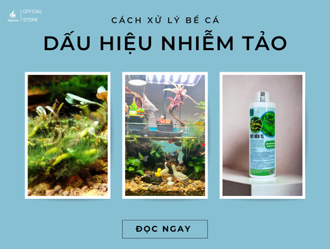 Cách Xử Lý Khi Bể Cá Thủy Sinh Có Dấu Hiệu Nhiễm Tảo