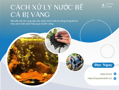 Cách Xử Lý Nước Bị Vàng Trong Bể Cá Thủy Sinh Một Cách Hiệu Quả