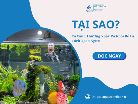 Tại Sao Cá Cảnh Thường Nhảy Ra Khỏi Bể Và Cách Ngăn Ngừa