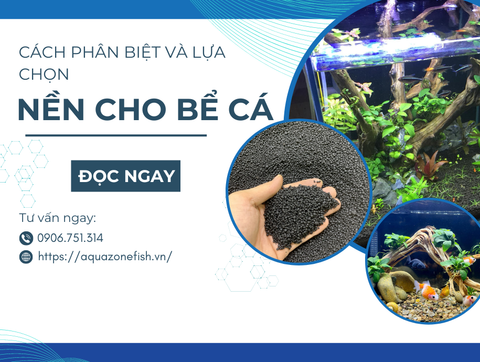 Cách Phân Biệt Và Lựa Chọn Loại Nền Cho Bể Cá Thủy Sinh