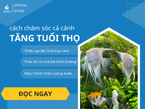 Hướng Dẫn Chăm Sóc Cá Cảnh Để Tăng Tuổi Thọ