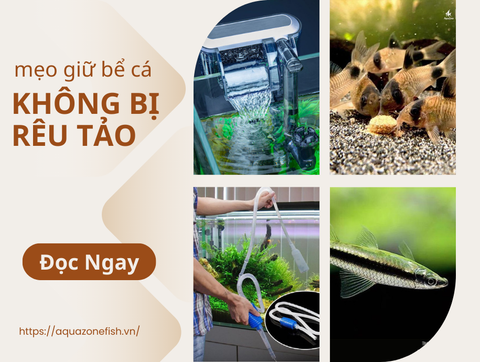 Những Mẹo Để Giữ Cho Bể Thủy Sinh Không Bị Rêu Tảo