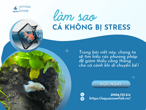 Làm Thế Nào Để Cá Cảnh Không Bị Stress Khi Di Chuyển Bể