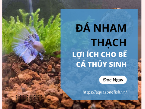 Lợi Ích Của Việc Sử Dụng Đá Nham Thạch Trong Bể Cá Thủy Sinh