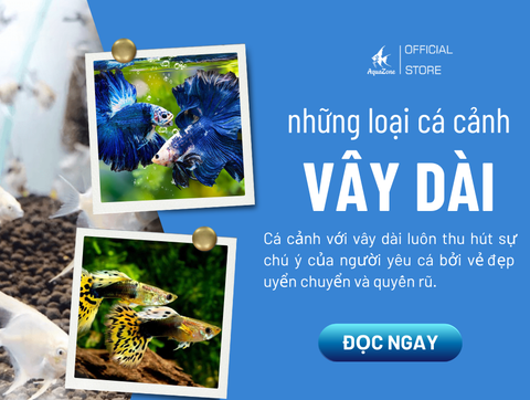 Những Loại Cá Cảnh Có Vây Dài Độc Đáo