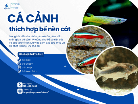 Những Loại Cá Cảnh Thích Hợp Để Nuôi Trong Bể Có Nền Cát