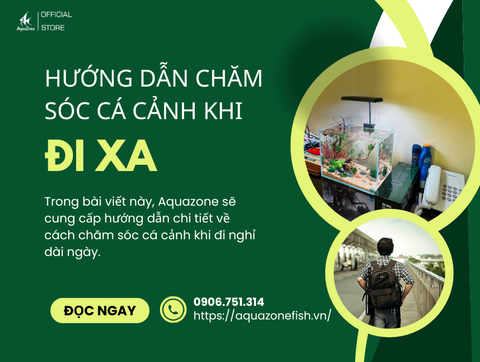 Hướng Dẫn Chăm Sóc Cá Cảnh Khi Đi Nghỉ Dài Ngày